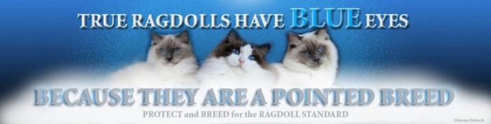 Ragdolls have blue eyes - graphic