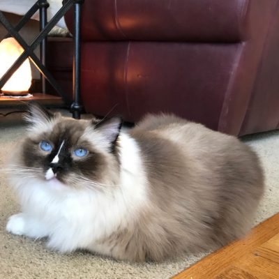 Ragdoll Photo Gallery - Holmestead Ragdolls