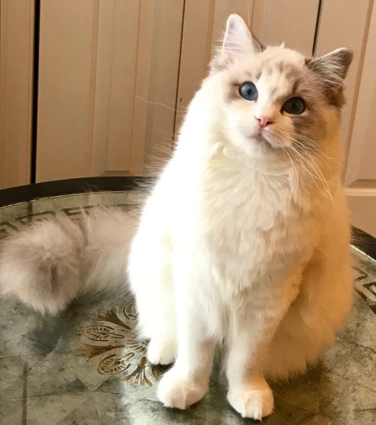 Our Ragdoll Queens - Holmestead Ragdolls