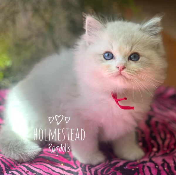 Holmestead Ragdoll kitten