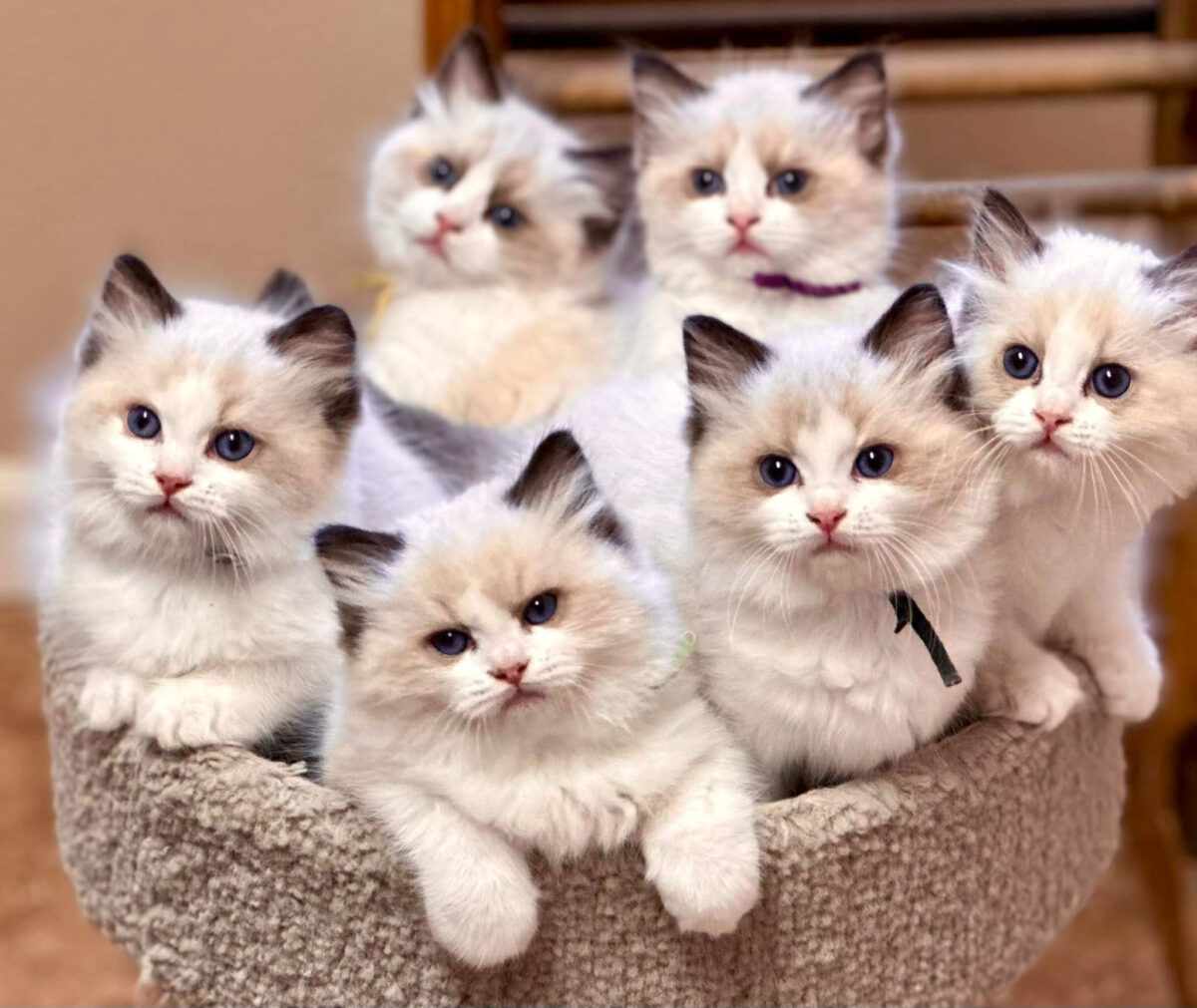 Holmestead kittens group on cat tree